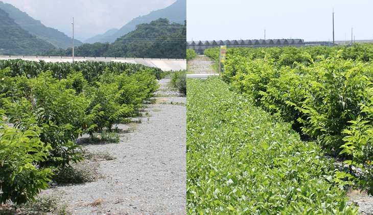 太麻里復耕地種植綠肥大豆前土壤裸露，種植後，綠肥大豆覆蓋果園