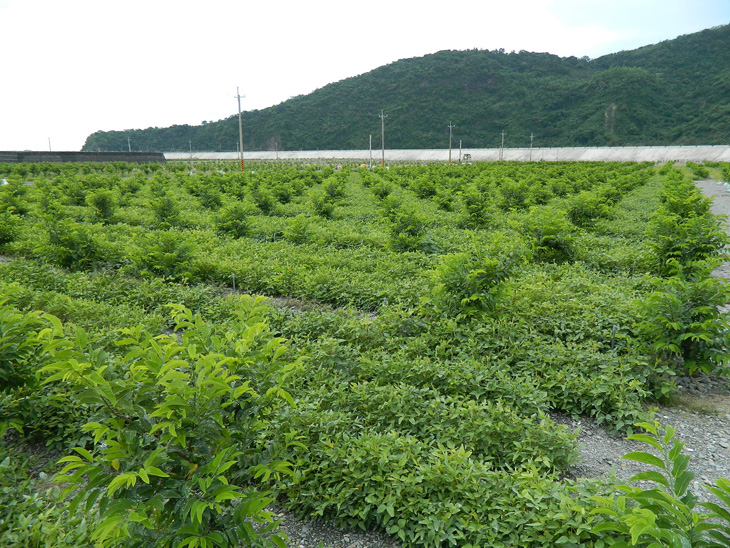 於太麻里復耕地種植綠肥大豆