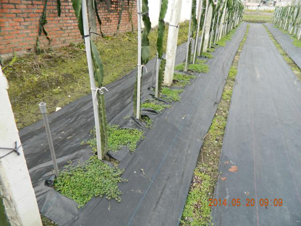 種植蠅翼草可扦插後搭配覆蓋抑草蓆，以減少雜草管理工作