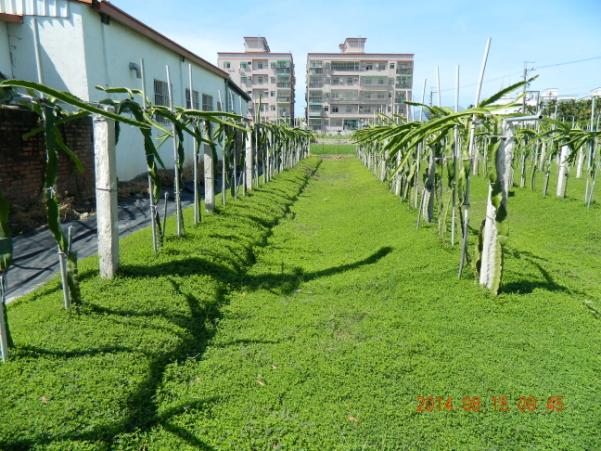 覆蓋完整的蠅翼草果園，如綠色地毯，似一幅美麗的且具詩意的圖畫，增添農村景觀風貌