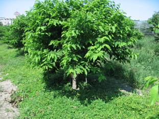 推廣草生栽培以提高土壤保水力