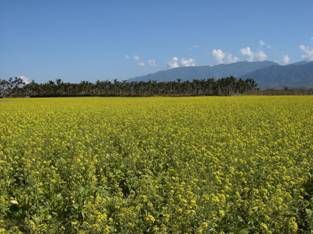 推廣栽種綠肥作物以維護土壤地力