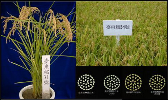 臺東糯31號具有良好株型、不易倒伏、產量高及大粒等優點，較對照品種臺稉糯1號為優。
