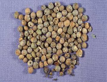 豆莢螟危害樹豆子粒
