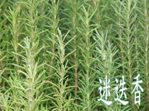 迷迭香
