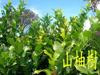 山柚樹