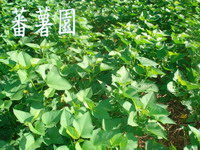 蕃薯園