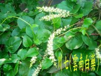 川七(雲南白藥)