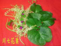 川七花葉
