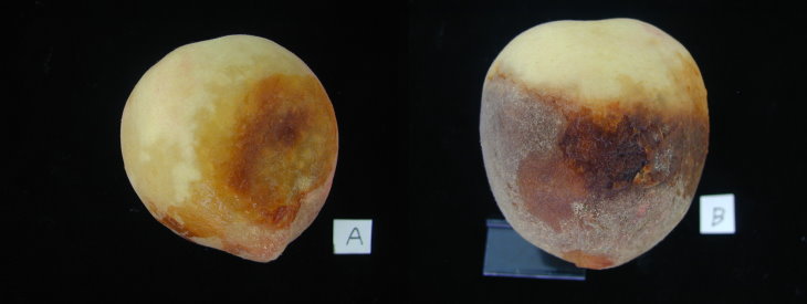 褐色水浸狀病斑
