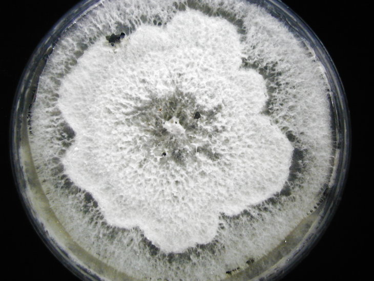 菌落型態：白色花形菌落，上有黑色圓形菌核