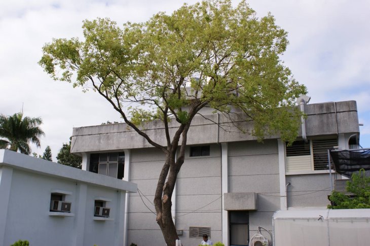 罹病樟樹呈現慢性立枯現像葉片稀疏及掉落