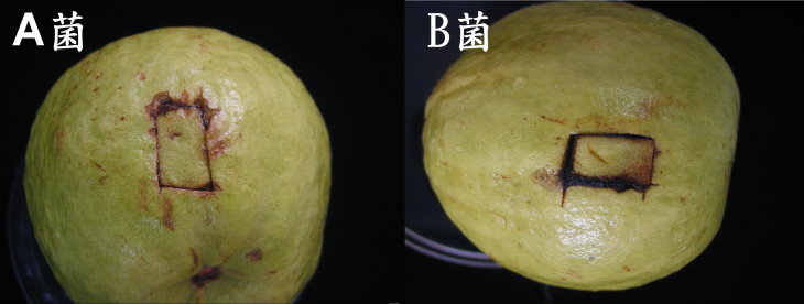 接種A.B.菌種6天後之發病情形