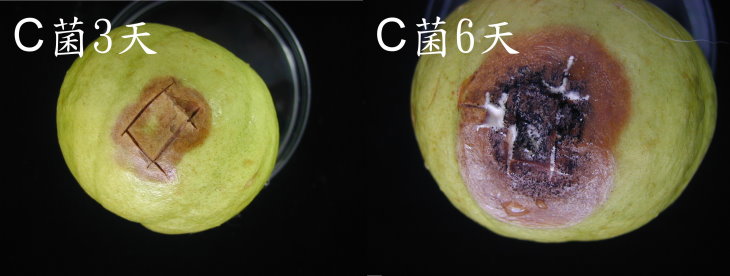 接種C菌種3天及6天後之發病情形