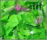 紅藜嫩莖葉