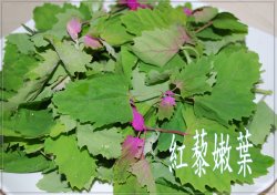 紅藜嫩葉></td>              </tr>                    <tr>             <td width=