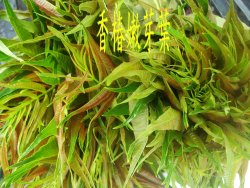香椿嫩芽葉