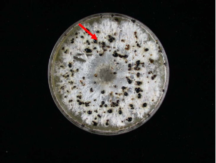 Phomopsis sp. 屬於不完全真菌，在培養基及病組織上會形成黑色柄子殼。