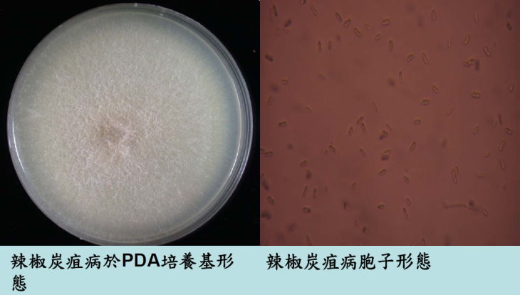 辣椒炭疽病於PDA培養基形態