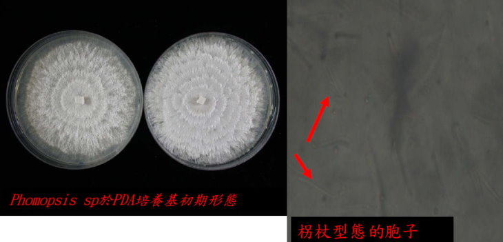 phomopsis sp於PDA培養基初期形態