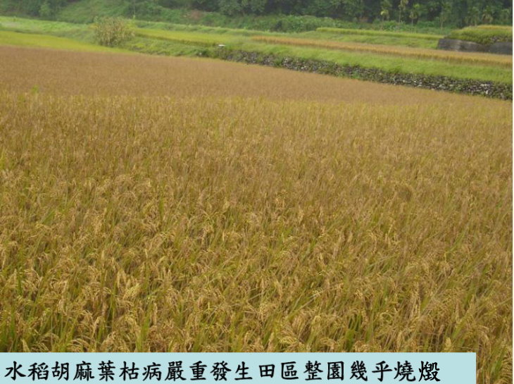 水稻胡麻葉枯病嚴重發生田區整園幾乎燒燬