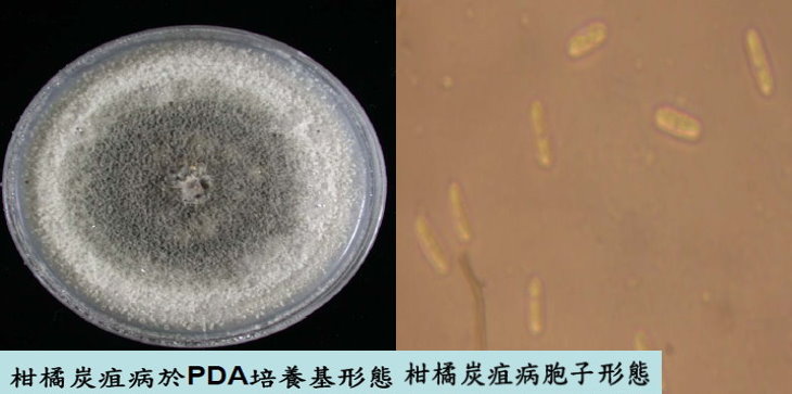 柑橘炭疽病於PDA培養基形態