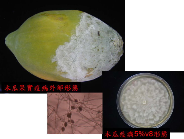 木瓜果實疫病形態