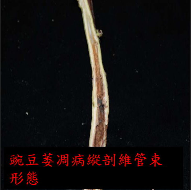豌豆萎凋病縱剖維管束形態