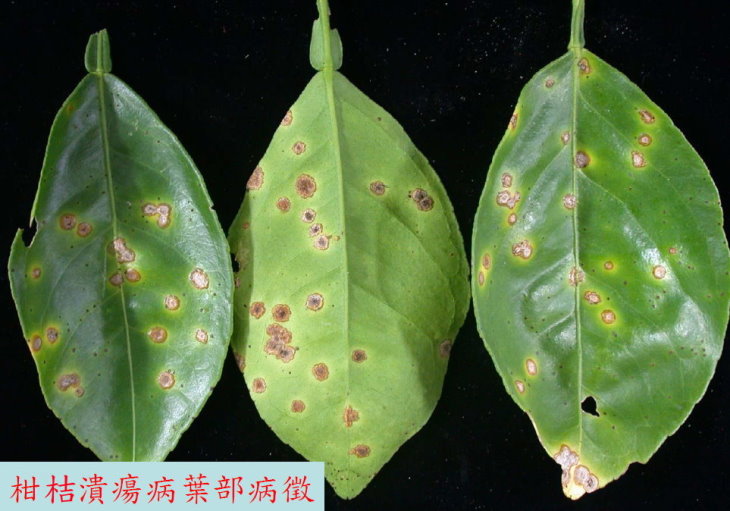 柑桔潰瘍病葉部病徵