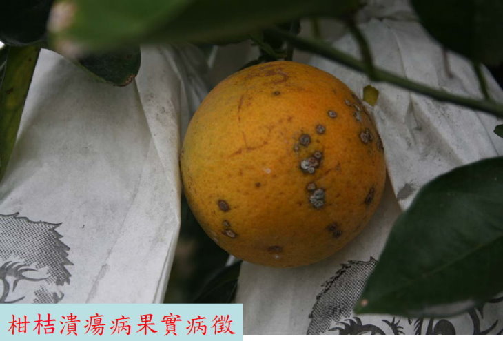 柑桔潰瘍病果實病徵