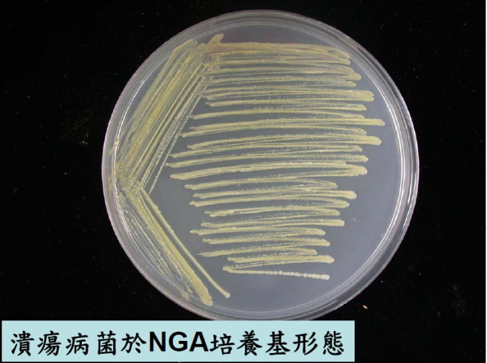 潰瘍病菌於NGA培養基形態