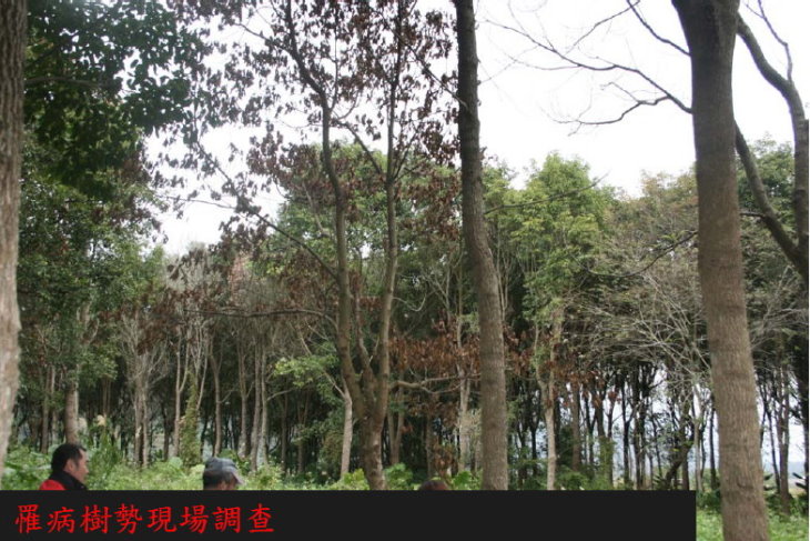 罹病樹勢現場調查