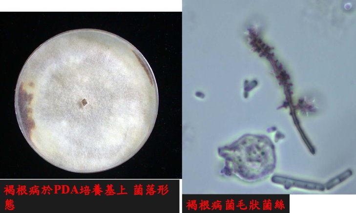 褐根病於PDA培養基上菌落形態