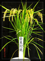 臺東32號白米
