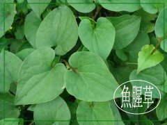 魚腥草