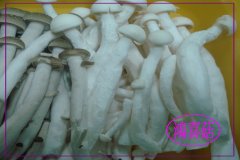 鴻喜菇