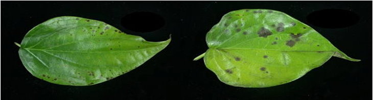 葉部病徵：葉片上有不規則黑點，但未分離到病原菌