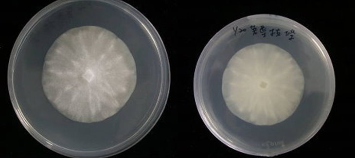 菌落型態：枝條為疫病(Phytophthora capsici)危害，圖為病原菌在PDA培養基上。