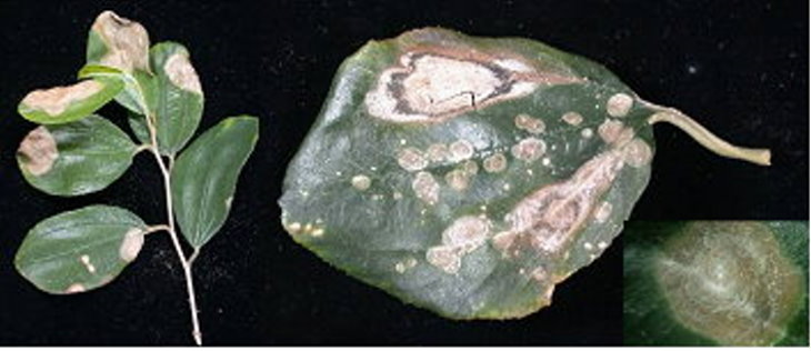 葉部病徵：葉片出現灰色輪紋狀之褐色病斑