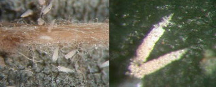 菌落型態：輪斑病之淡黃色錐狀孢子束