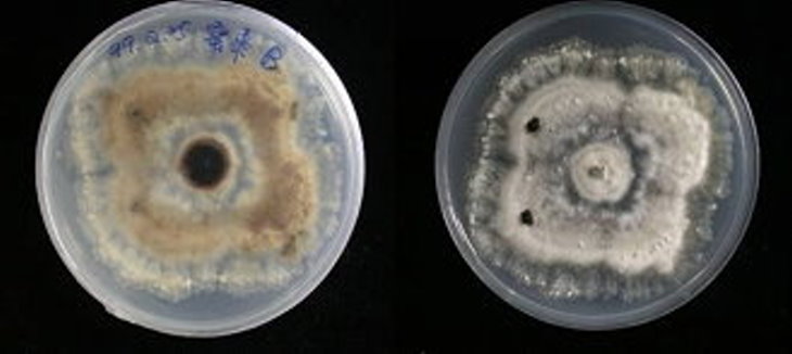 病原菌型態：輪斑病菌核世代(Cristulariella pyramidalis Waterman and Marshall)在PDA培養基上之菌落型態，白色菌絲上產生不規則黑色菌核。