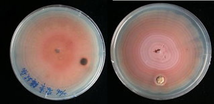 病原菌型態：輪斑病有性世代(Grovesinia pyramidalis Cline et al)在PDA培養基上之菌落型態為橘色輪紋狀。
