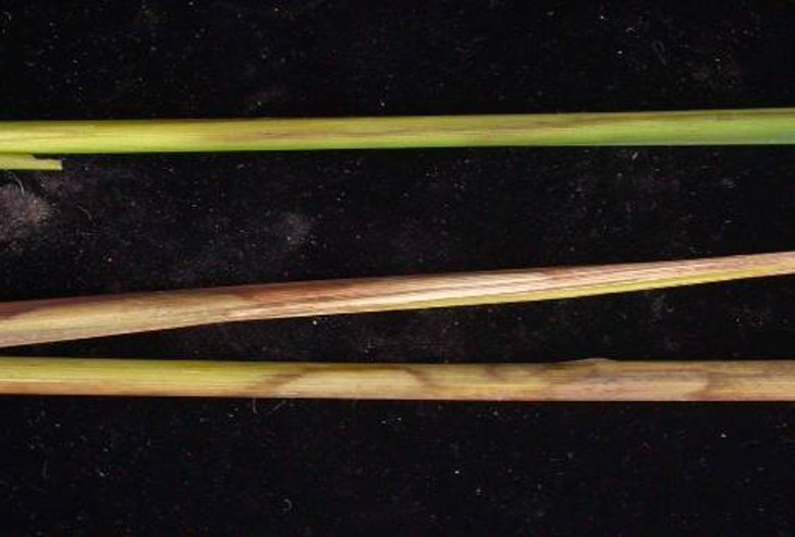 葉部病徵：水稻紋枯病在葉鞘上形成虎斑狀病徵