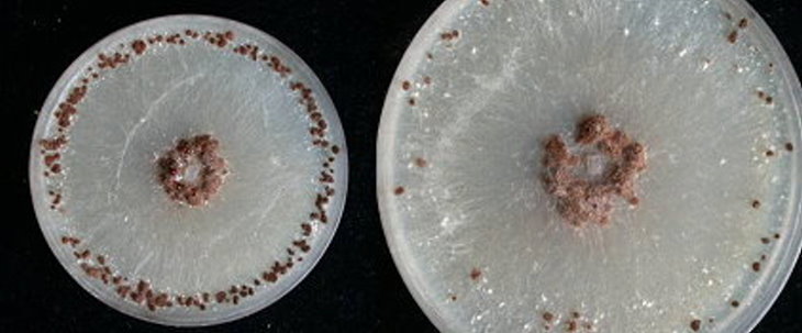 菌落型態：水稻紋枯病在PDA培養基上之菌落型態，白色菌絲上產生褐色菌核。