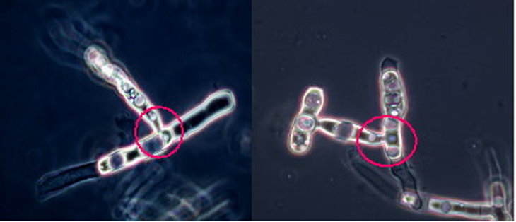 菌絲型態：水稻紋枯病菌絲細胞多核、菌絲基部缢縮且與主軸成直角。