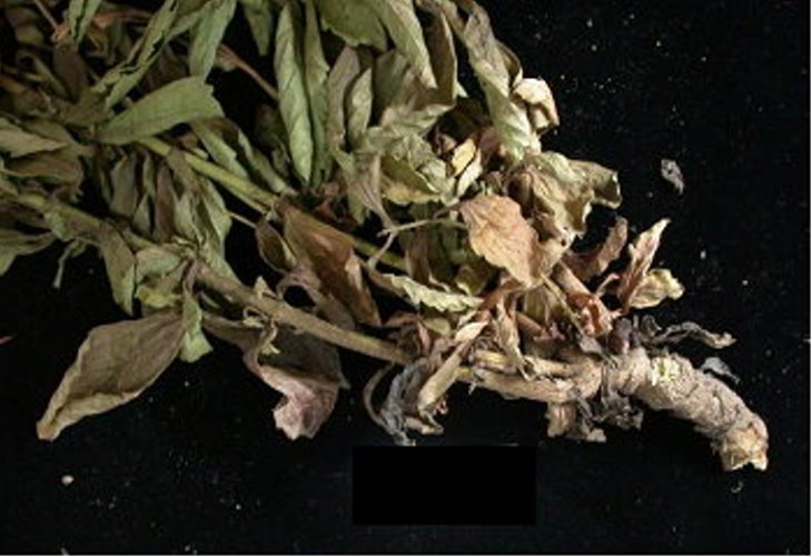 地際部葉片呈黃褐色水浸狀病斑，維管束受阻導致莖部萎凋。