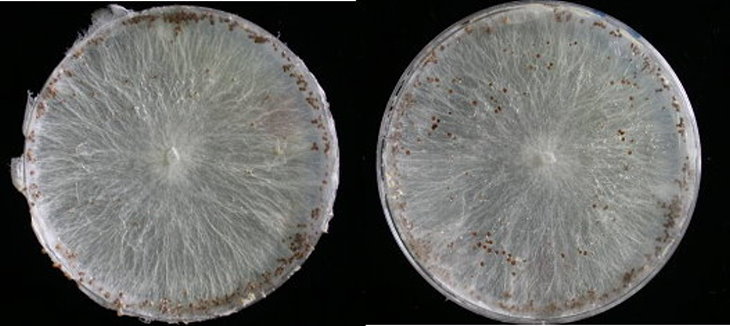 病原菌型態：白絹病在PDA培養基上之型態，白色菌絲上有褐色菌核。