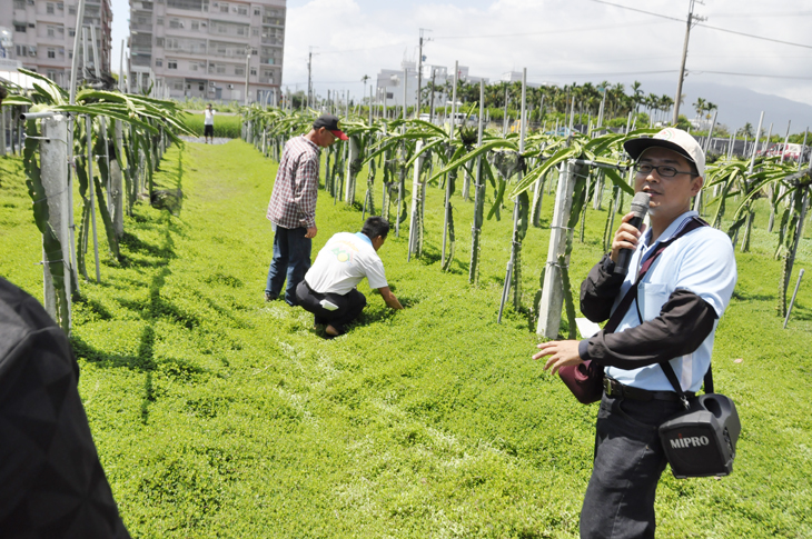 103年9月16日 黃助理研究員介紹紅龍果園種植蠅翼草，地表綠意盎然猶如綠色地毯