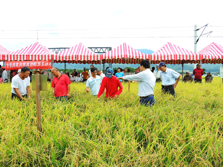103年11月6日 農友實地觀摩田間各種施肥處理效果水稻生育情形