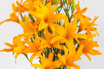 臺東7號花色橙黃亮眼，鮮蕾及乾針品質均佳，也可用於觀賞